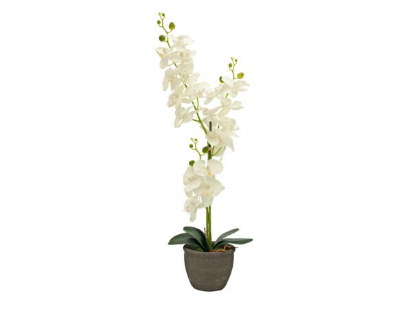 Orchidej se smetanovými květy, 80 cm