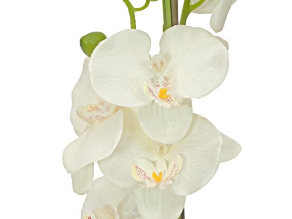 Orchidej se smetanovými květy, 80 cm - Image 2