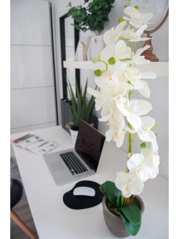 Orchidej se smetanovými květy, 80 cm - Image 6