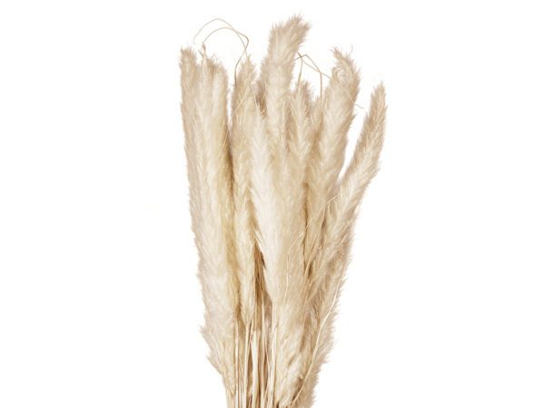 JOLIPA Pampas tráva, svazek stonků, sušené, 75cm - Image 2