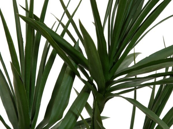 Dracena zelená, 170cm - Image 2